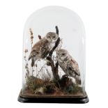 TAXIDERMY: A VICTORIAN PAIR OF LITTLE OWLS