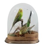 TAXIDERMY: A VICTORIAN PAIR OF BUDGERIGARS