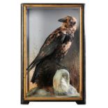 TAXIDERMY: A RAVEN