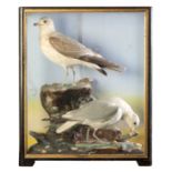 TAXIDERMY: A PAIR OF SEAGULLS