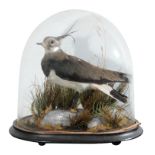 TAXIDERMY: A VICTORIAN LAPWING