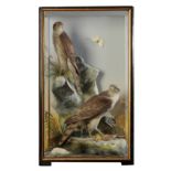 TAXIDERMY: A PAIR OF SPARROW HAWKS