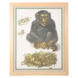 A SERIES OF FOUR LARGE GERMAN ZOOLOGICAL PRINTS