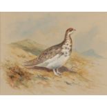 ARCHIBALD THORBURN (1860-1935) A Ptarmigan in mid plume