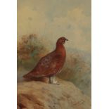 ARCHIBALD THORBURN (1860-1935) A grouse in a landscape