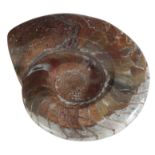 A POLISHED AMMONITE SECTION