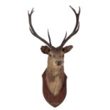 A TAXIDERMY STAGS HEAD, SHOT AT ARDGOUR 1896