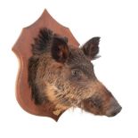 TAXIDERMY: A WILD BOAR'S HEAD