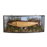 TAXIDERMY: A LARGE PIKE
