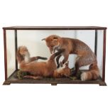 TAXIDERMY: A PAIR OF PLAYING FOXES