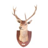 TAXIDERMY: A RED DEER STAG NECK MOUNT