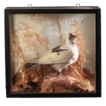 TAXIDERMY: A VICTORIAN WHITE PIGEON