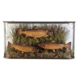 TAXIDERMY: THREE BROWN TROUT