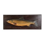 FOCHABER STUDIO: A HAND-CARVED WOODEN SEA TROUT