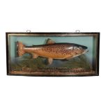 TAXIDERMY: A BROWN TROUT