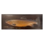 FOCHABER STUDIO: A HAND-CARVED WOODEN BROWN TROUT