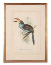 JOHN GOULD (1804-1881) A set of five ornithological studies