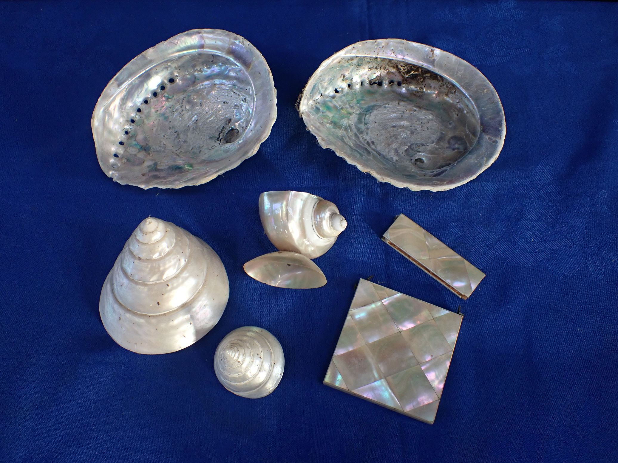 TWO POLISHED 'TOP' SHELLS, OTHER SHELLS