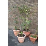 A QUANTITY OF POTTED SHRUBS