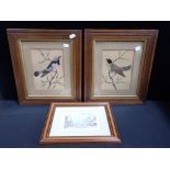 A PAIR OF EARLY 20TH CENTURY FEATHER COLLAGE BIRD PICTURES