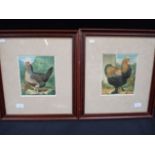 A PAIR OF LITHOGRAPHS FROM 'WRIGHT'S POULTRY'