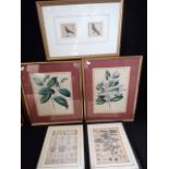 A PAIR OF 19TH CENTURY BOTANICAL LITHOGRAPHS