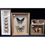 A COLLECTION OF MOUNTED AND FRAMED BUTTERFLIES AND MOTHS