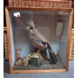 TAXIDERMY: A JAY IN DISPLAY CASE