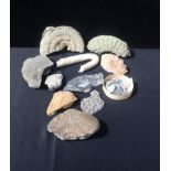 A COLLECTION OF VARIOUS FOSSILS