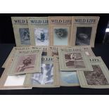 A RUN OF 'WILD LIFE, AN ILLUSTRATED MONTHLY' , 1913/14