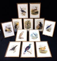 A SET OF TWELVE FRAMED ORNITHOLOGICAL PRINTS