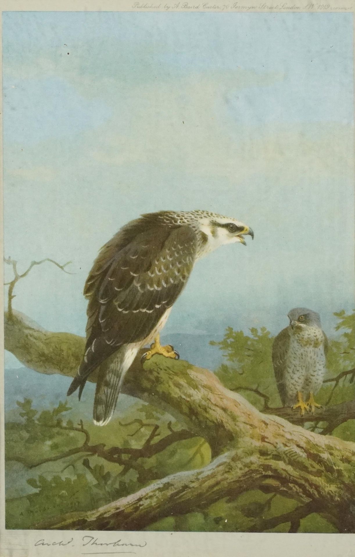 Archibald Thorburn - Honey Buzzard and Montague Harrier, pair of pencil signed prints in colour, - Image 2 of 12