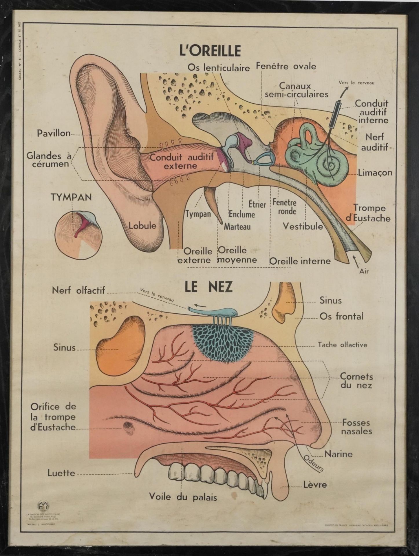 Vintage Maison des Instituteurs, ear and nose French scientific poster, framed and glazed, 90cm x - Image 2 of 5