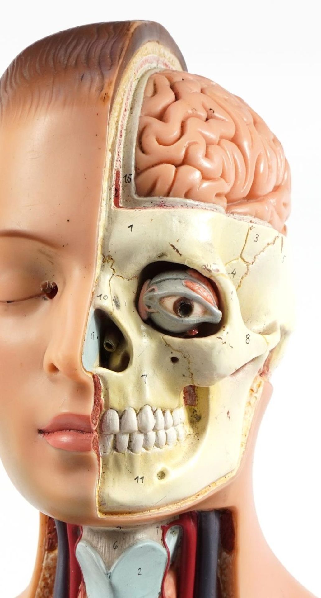 Somso, West German medical interest human anatomy model, 92cm high - Image 2 of 5