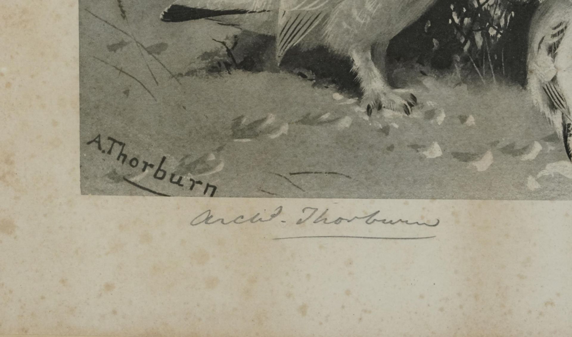 Archibald Thorburn - Birds and ducks before landscapes, six pencil signed prints in colour, three - Bild 21 aus 26