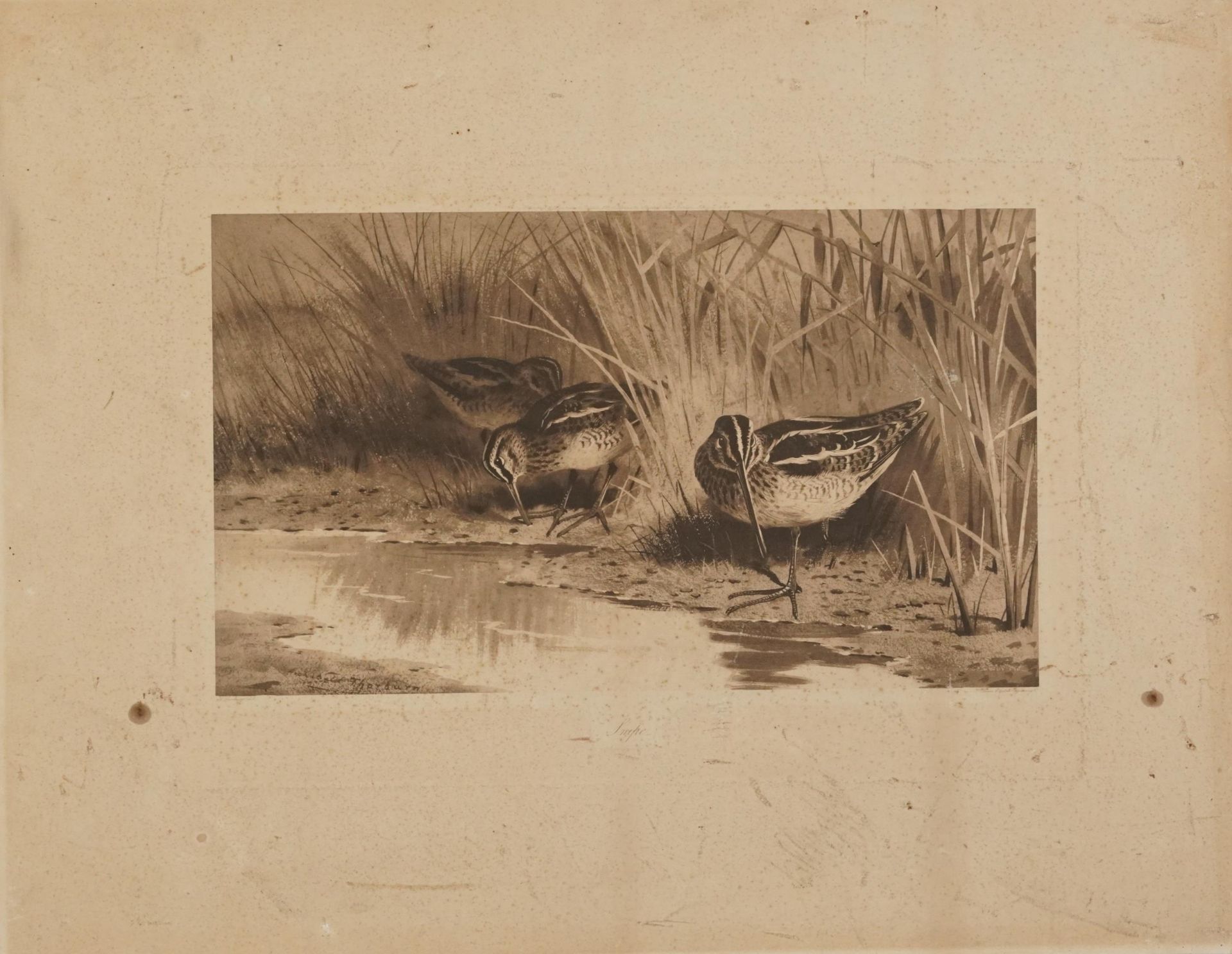 Archibald Thorburn - Birds and ducks before landscapes, six pencil signed prints in colour, three - Bild 12 aus 26