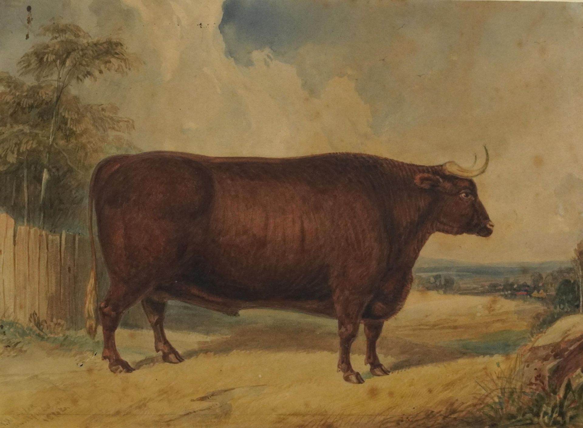 Portrait of a bull, Shown at Smithfield 1844, mid 19th century watercolour, indistinctly signed