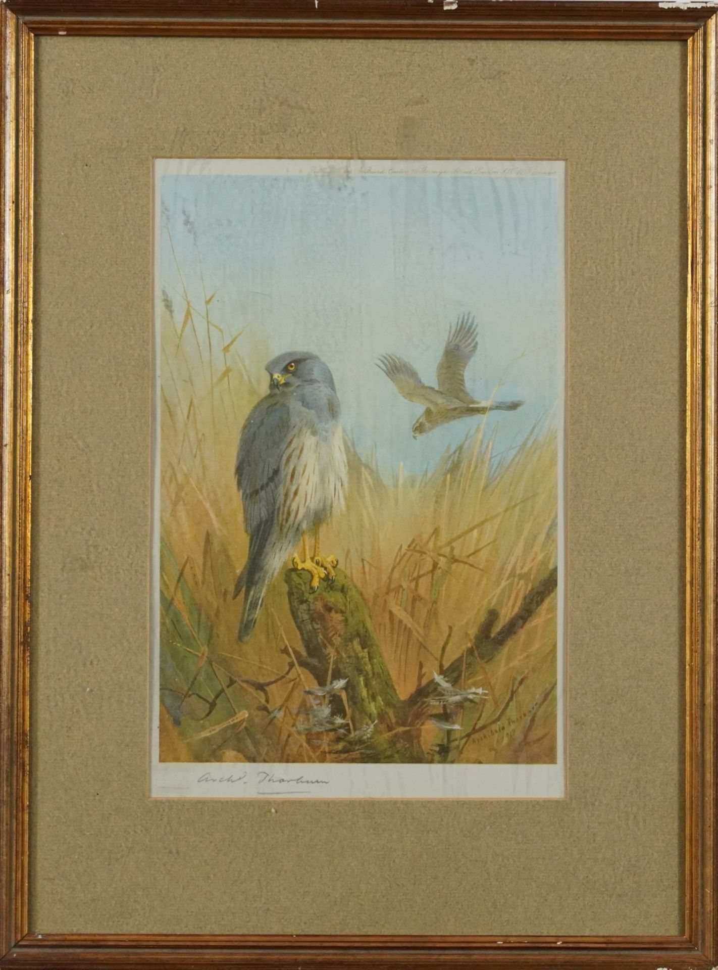 Archibald Thorburn - Honey Buzzard and Montague Harrier, pair of pencil signed prints in colour, - Bild 8 aus 12