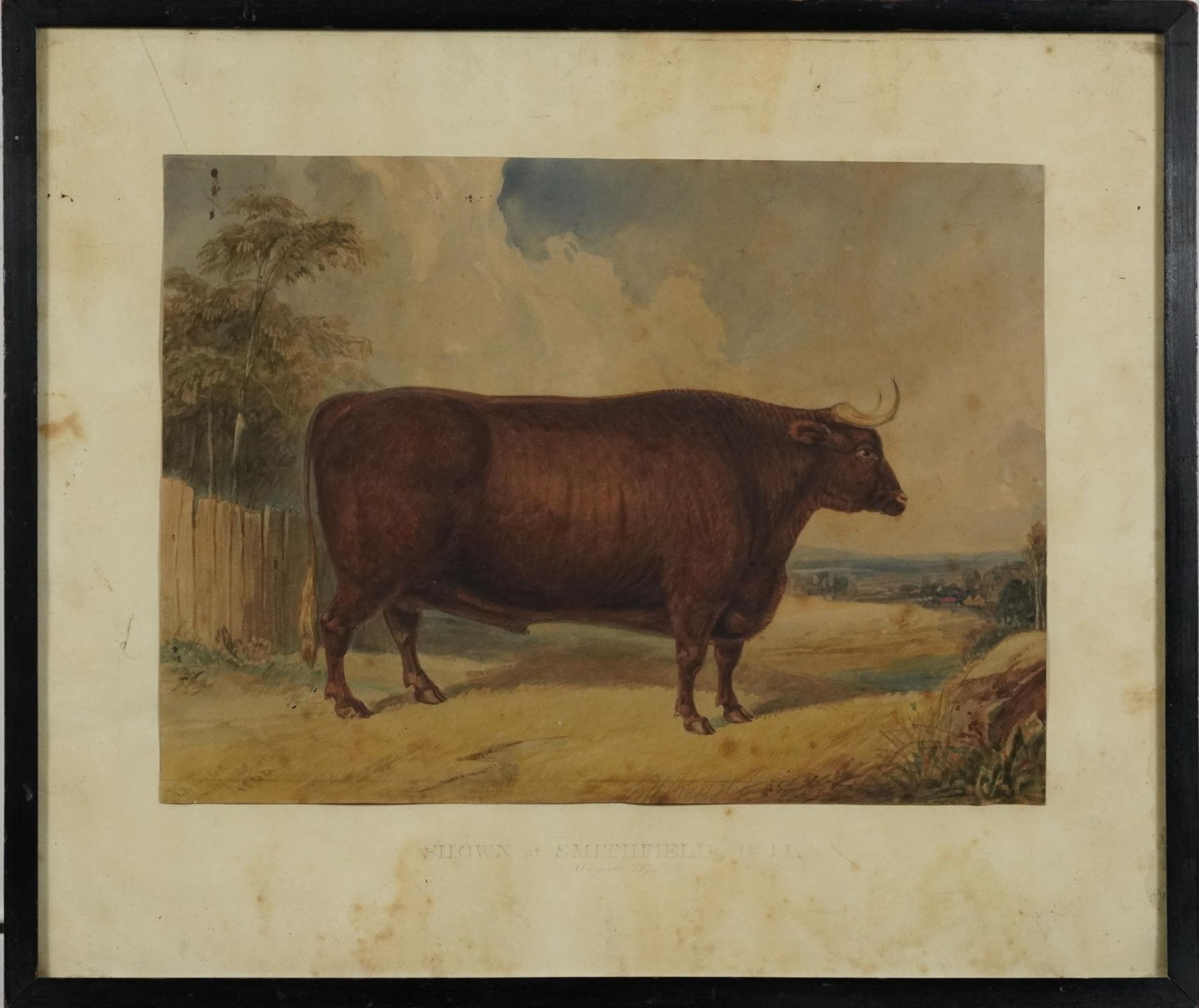 Portrait of a bull, Shown at Smithfield 1844, mid 19th century watercolour, indistinctly signed - Image 2 of 5