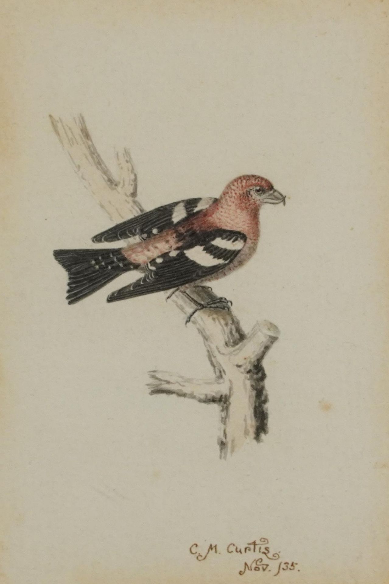 C M Curtis '35 - Bird on a branch, miniature watercolour, mounted, framed and glazed, indistinct