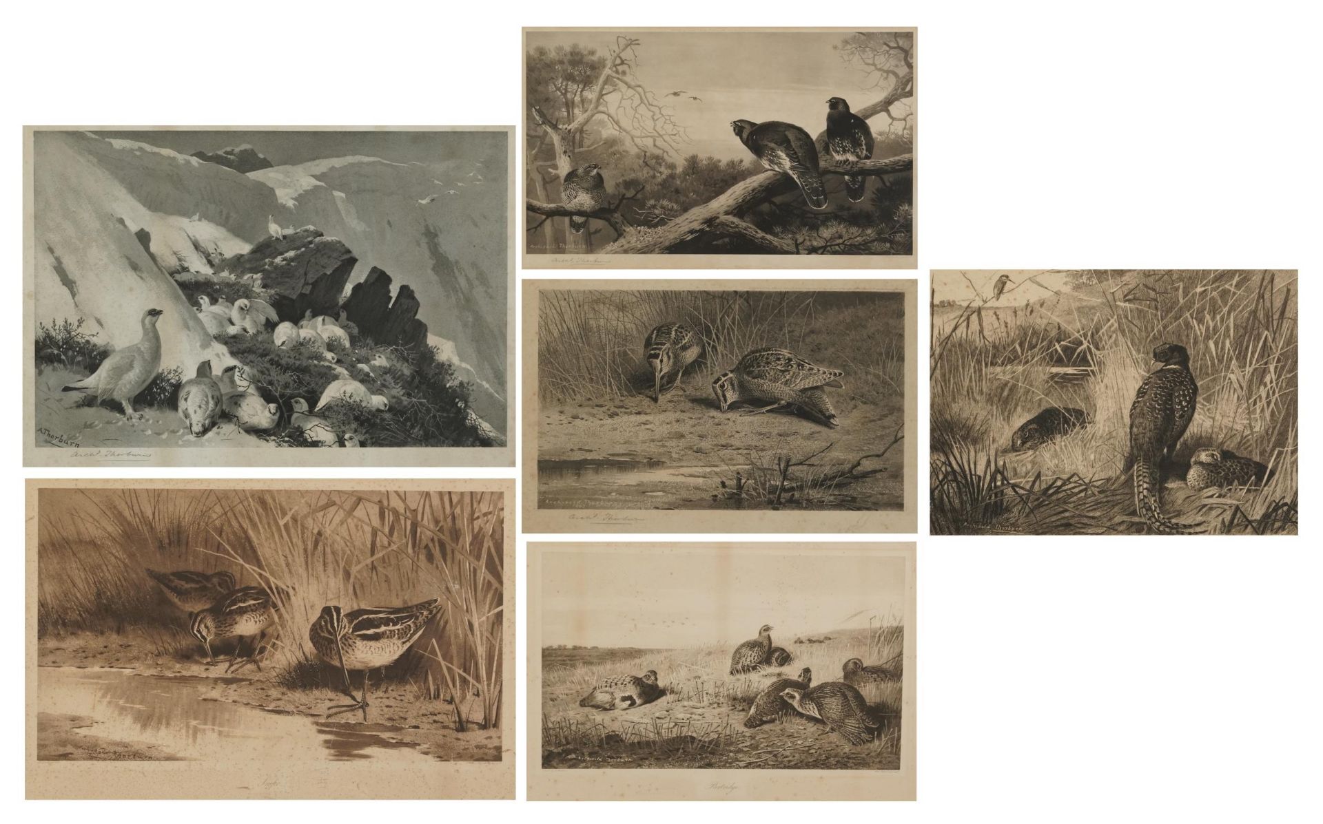 Archibald Thorburn - Birds and ducks before landscapes, six pencil signed prints in colour, three