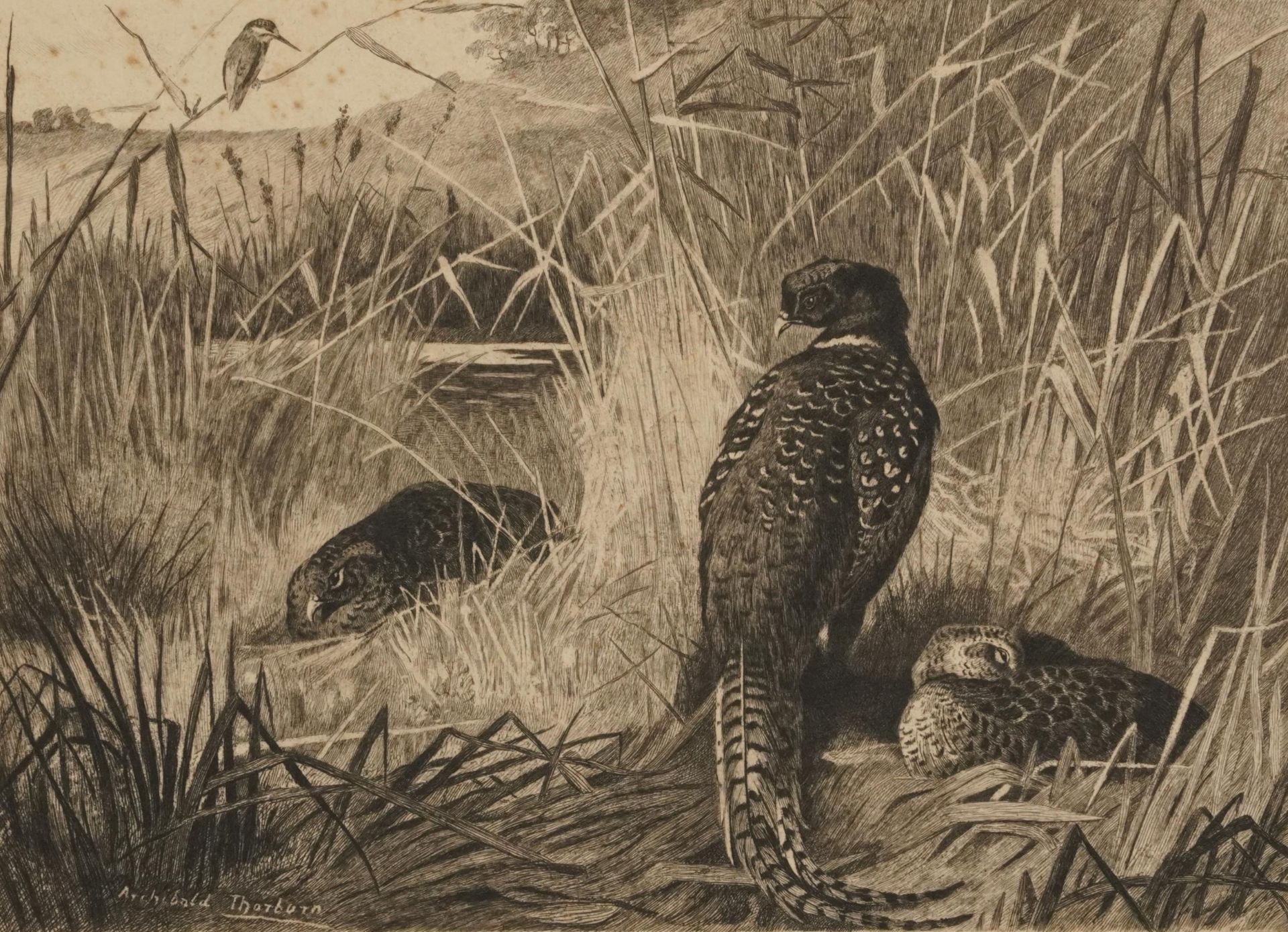 Archibald Thorburn - Birds and ducks before landscapes, six pencil signed prints in colour, three - Bild 23 aus 26
