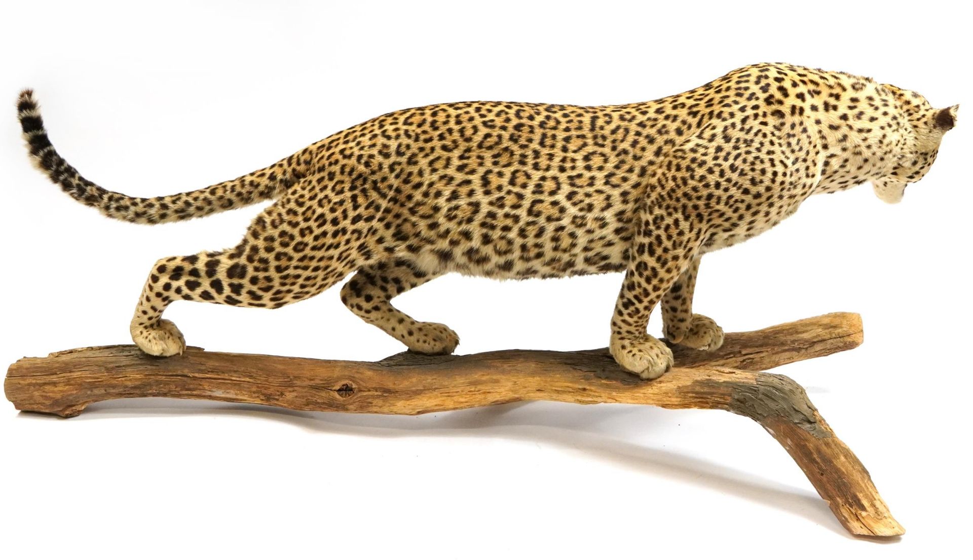 WITHDRAWN pending documentation Taxidermy interest full size leopard, 170cm in length - Bild 2 aus 2