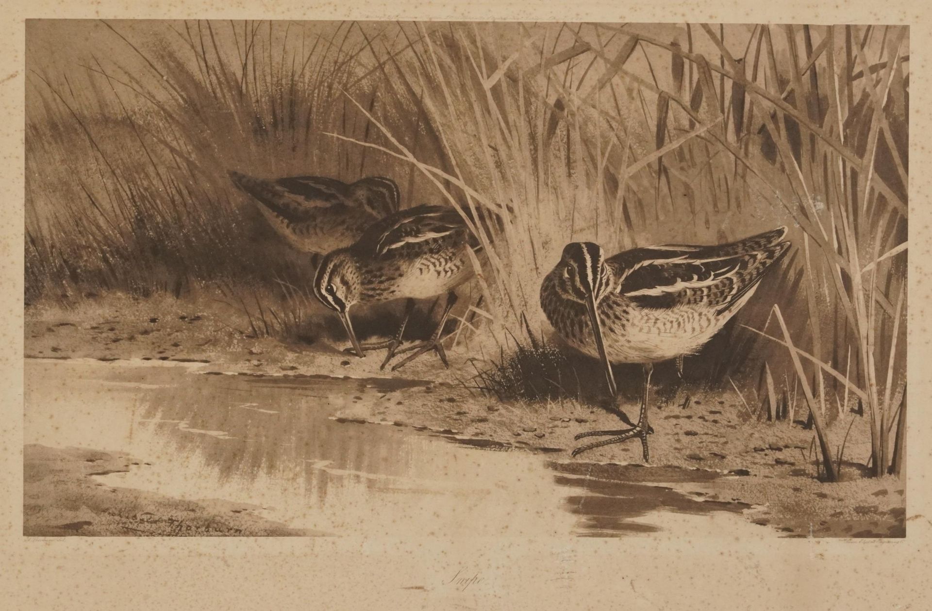 Archibald Thorburn - Birds and ducks before landscapes, six pencil signed prints in colour, three - Bild 11 aus 26
