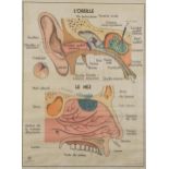 Vintage Maison des Instituteurs, ear and nose French scientific poster, framed and glazed, 90cm x