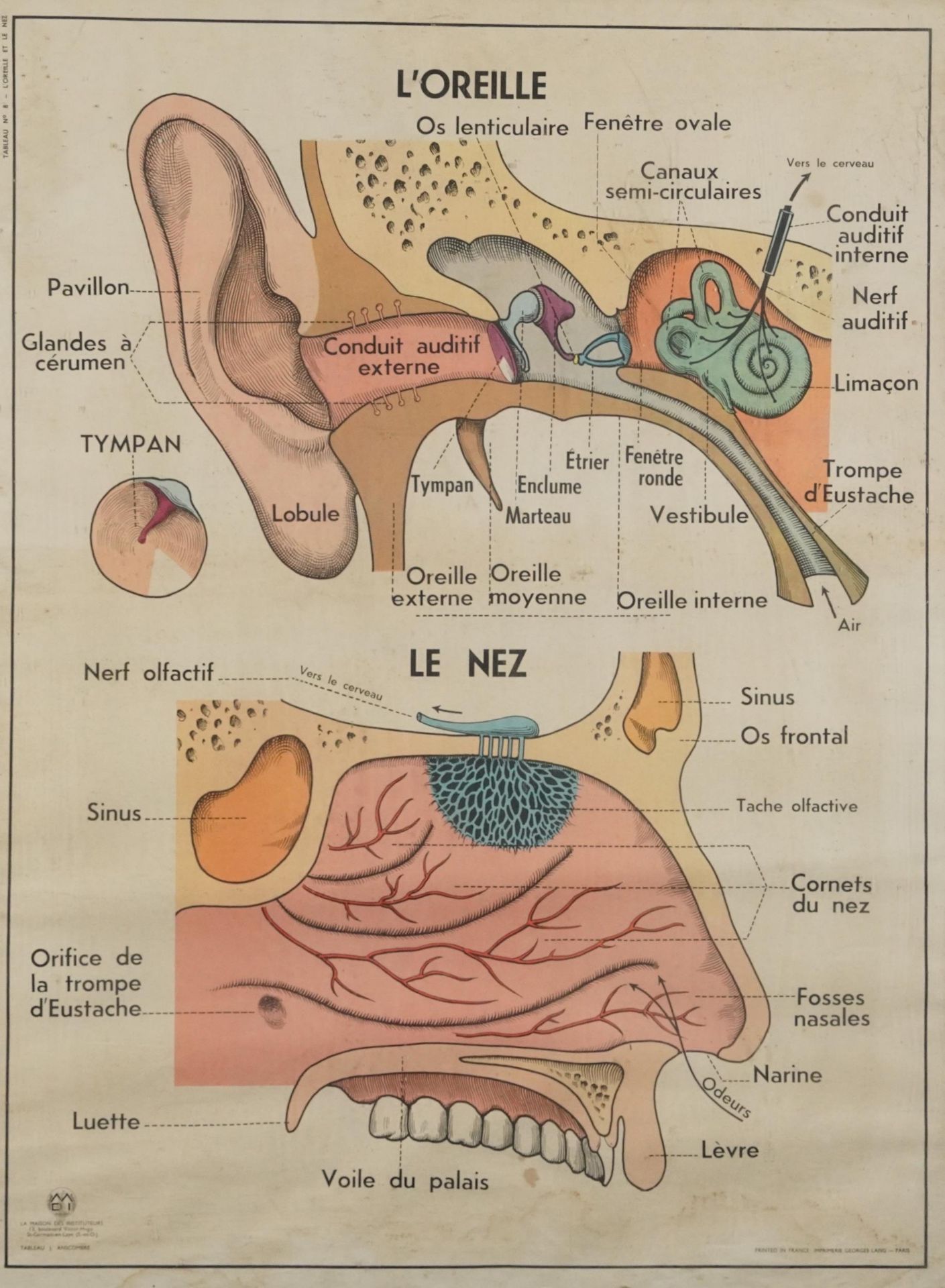 Vintage Maison des Instituteurs, ear and nose French scientific poster, framed and glazed, 90cm x