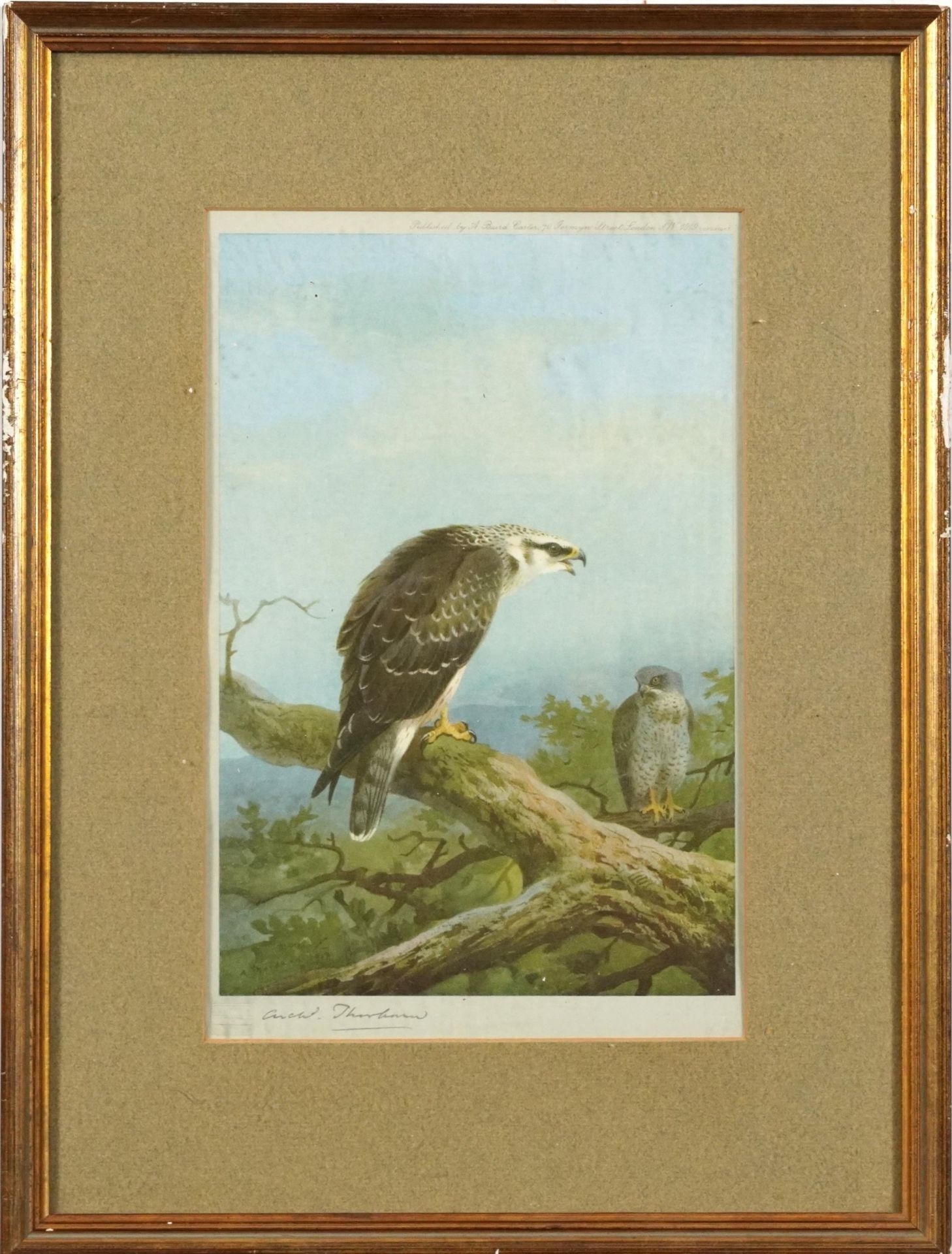 Archibald Thorburn - Honey Buzzard and Montague Harrier, pair of pencil signed prints in colour, - Bild 3 aus 12