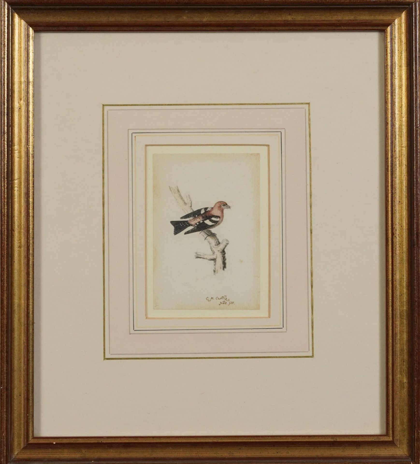 C M Curtis '35 - Bird on a branch, miniature watercolour, mounted, framed and glazed, indistinct - Image 2 of 5