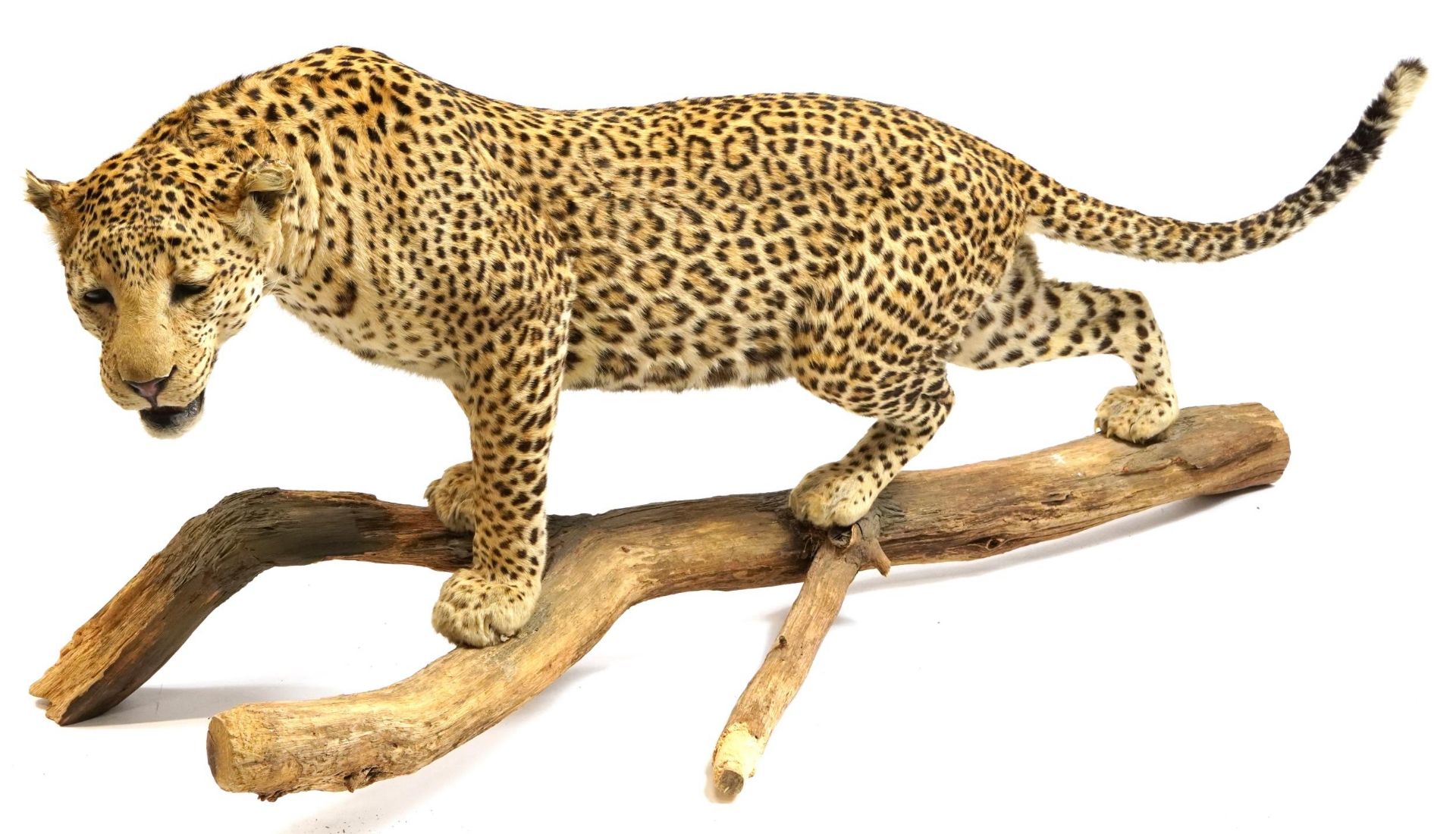 WITHDRAWN pending documentation Taxidermy interest full size leopard, 170cm in length