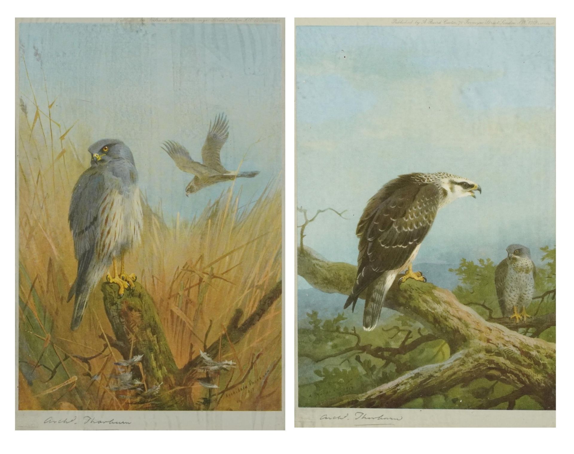 Archibald Thorburn - Honey Buzzard and Montague Harrier, pair of pencil signed prints in colour,